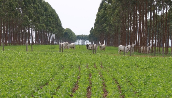 O que transformou o Brasil em um dos maiores exportadores de alimentos do mundo?