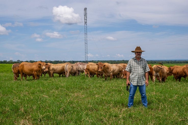 Com Caracu, criador emprenha novilhas f1 de até 14 meses e abate bois com mais de 20@ aos dois anos