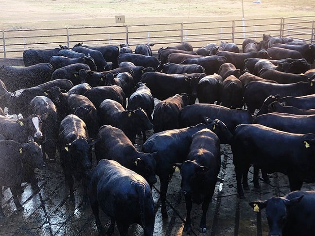 Novilhada cabeceira, boiada semiconfinada e vacas de 20@ são lotes destaque de 26/08/21