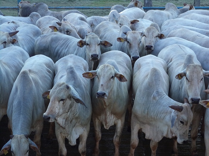 Boiada castrada chega perto das 23@ com bom acabamento e precocidade; veja lotes de 04/08/21