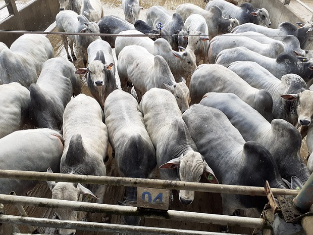 Boiada Nelore confinada em Cotegipe-BA com 21,6@ e os lotes em destaque de 31/08/21