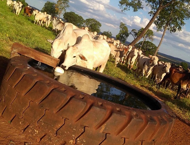 Tire suas dúvidas sobre limpeza do bebedouro de água para bovinos