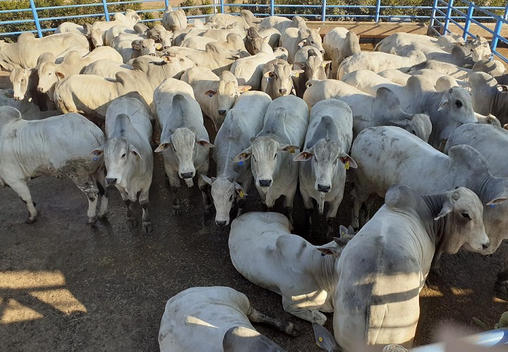 “Contêiner de carne”: boiada confinada de 22@ está entre lotes de destaque de 05/08/21