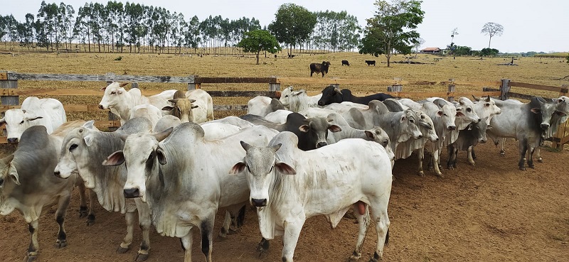 Boiada 4 dentes terminada no proteico energético passa das 22@ em Rondônia