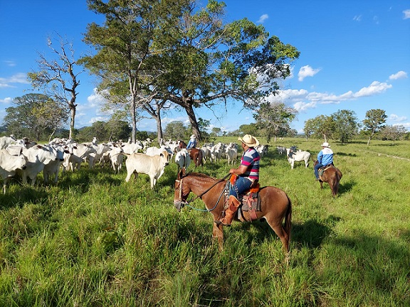 Fazenda no TO mostra o caminho para construir "fábrica de carne" dentro da porteira