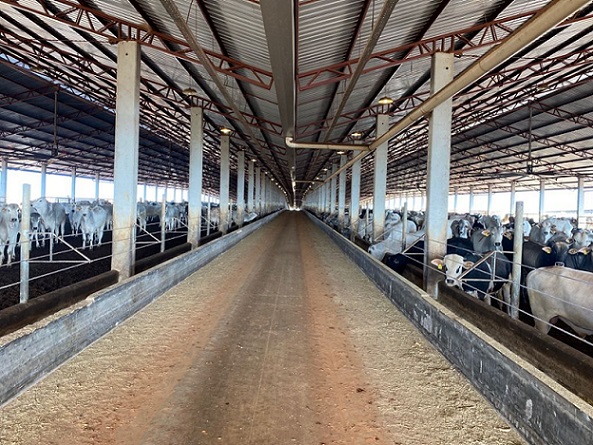 Fazenda em SP usa compost barn na engorda de gado e faz seleção do Santa Gertrudis