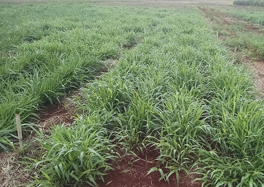 Inoculante biológico aumenta produção de massa verde pelo pasto em até 22%