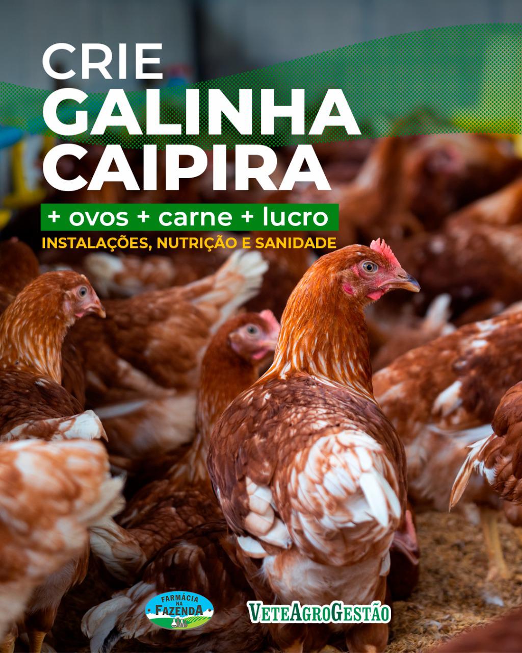 Consultor lança manual para pecuarista obter renda extra com galinha caipira