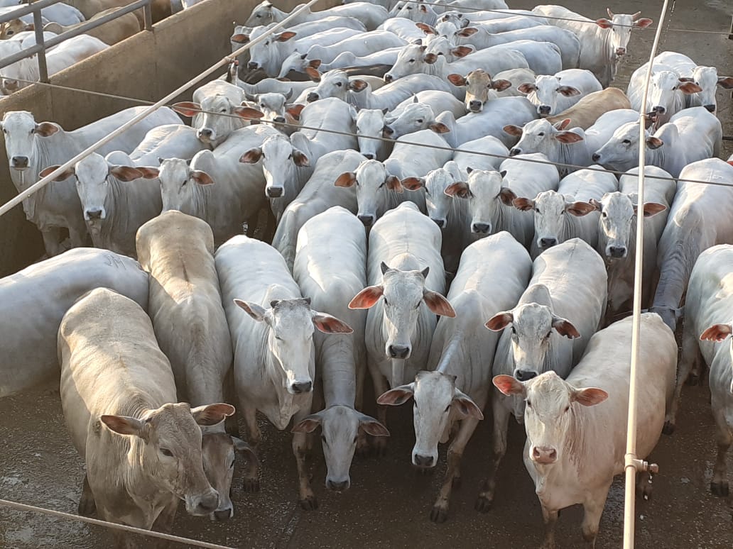 “Tudo o que o mercado precisa”: veja novilhas 0 dentes de cocho e os lotes de 02/08/21