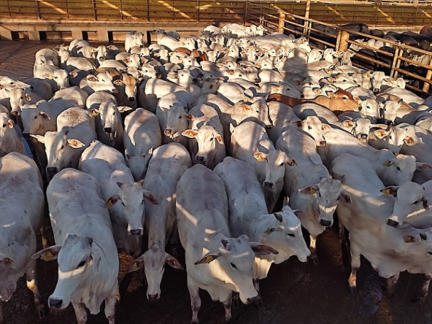 Novilhada chique de Chapadão do Sul-MS e mais lotes em destaque de 11/08/21