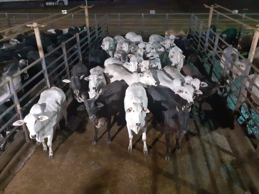 Novilhas confinadas em MG passam das 19@ de média; veja lote destaque de 16/08/21