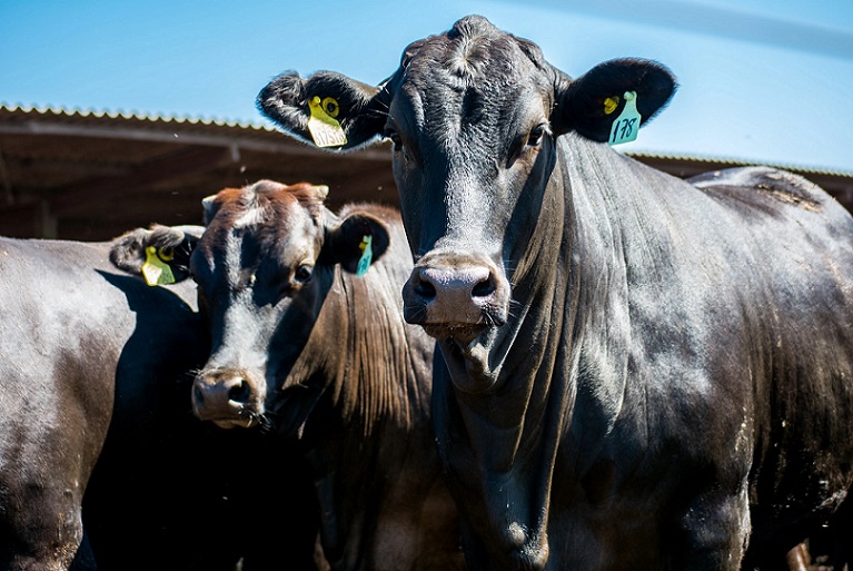 Com tecnologia de monitoramento, pecuarista descobre boi doente até três dias antes