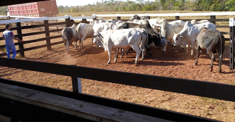 Boiada terminada na ração proteica a 1% do peso vivo passa das 21@ em Rondônia