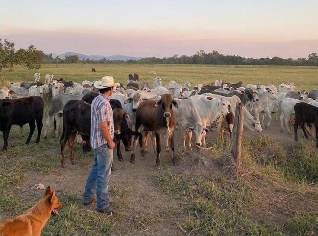 Encantador de bois: pecuarista nasceu “calçado na botina” e virou referência em bem-estar