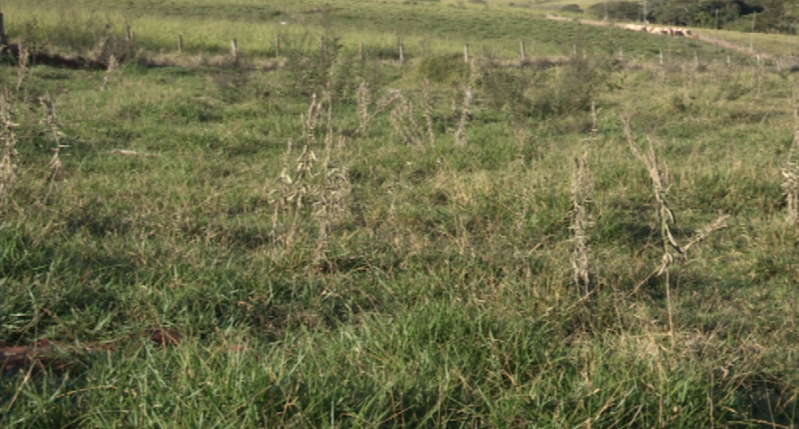 Embrapa alerta para altas infestações de plantas daninhas na Amazônia