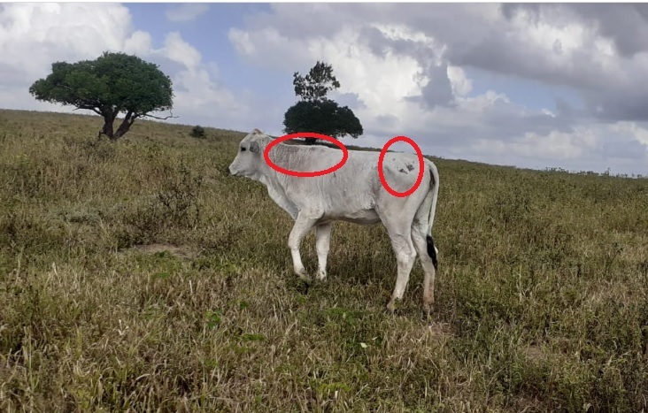 Meus bezerros estão sangrando pelo nariz e com queda de pelo. Qual é o problema?