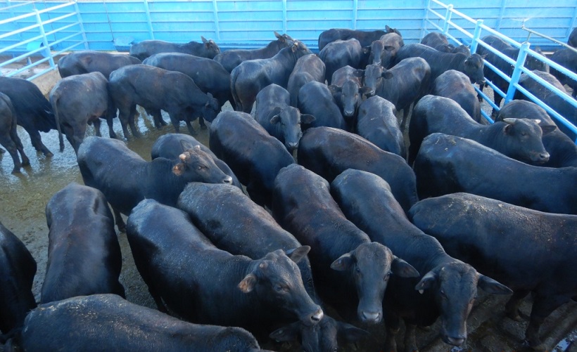 “Só suplementada e terminada a pasto”: boiada Angus castrada de 21@ está entre lotes de destaque de 01/09/21