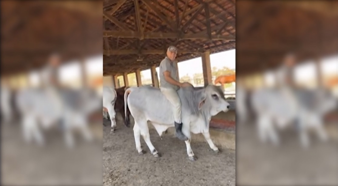 Será que é mansa? Pecuarista destaca docilidade da boiada durante embarque