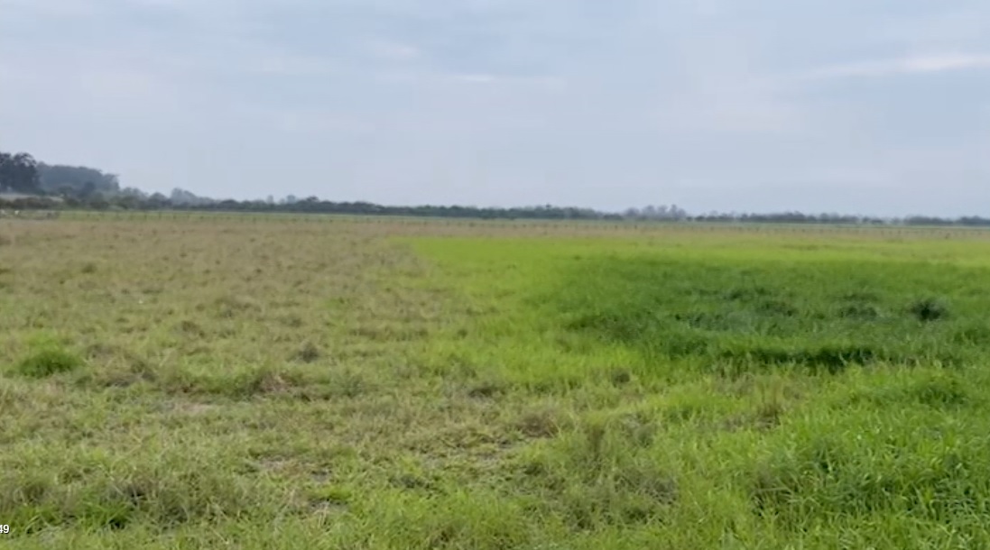 Pecuarista aponta benefícios do plantio do capim Angola em áreas de várzea