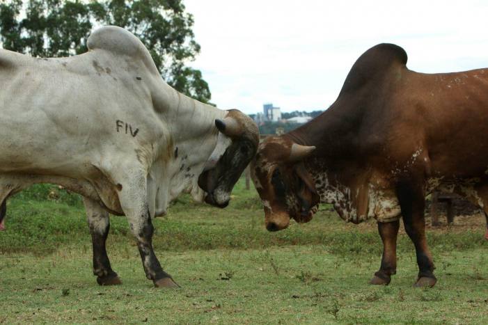 Posso cruzar touro Gir com vaca Jersey x Tabapuã? Qual seria essa nova raça?