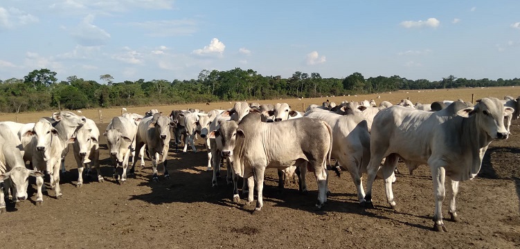 Com simplicidade, fazenda em MT abate bois precoces com mais de 23@