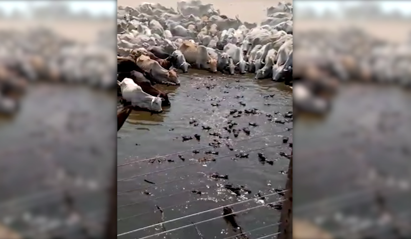 Vídeo mostrando gado bebendo água em açude cheio de jacarés viraliza