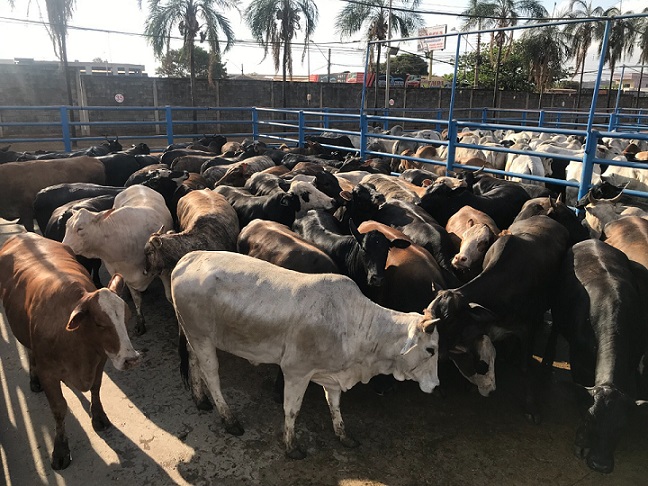 Novilhas Angus, Braford e Hereford de mais de 18@ formam lote em destaque de 09/09/21