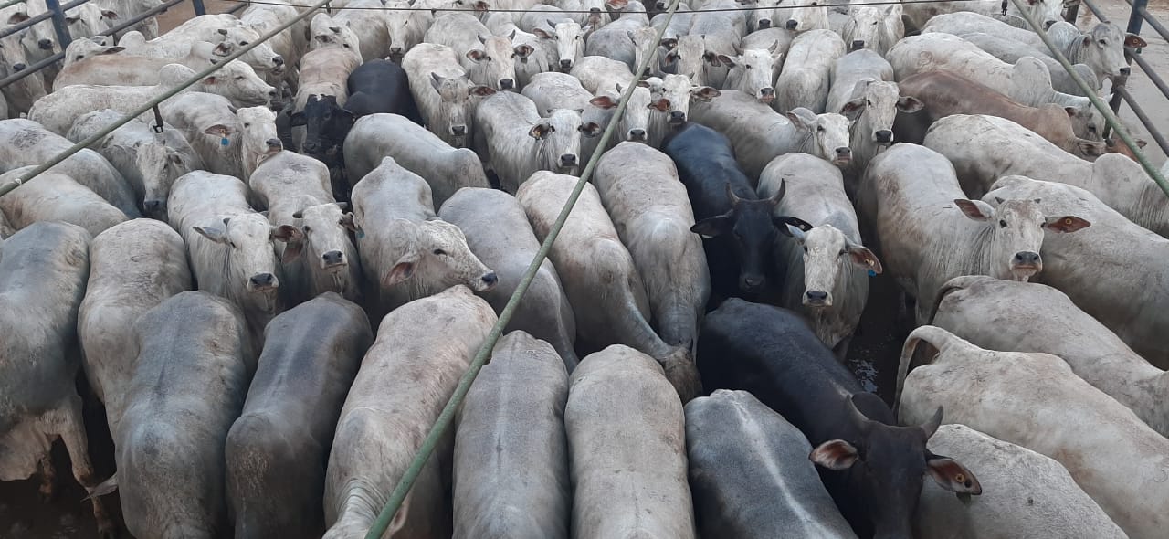 Bicampeã do Circuito Nelore, fazenda se destaca com novo lote novilhas em MT