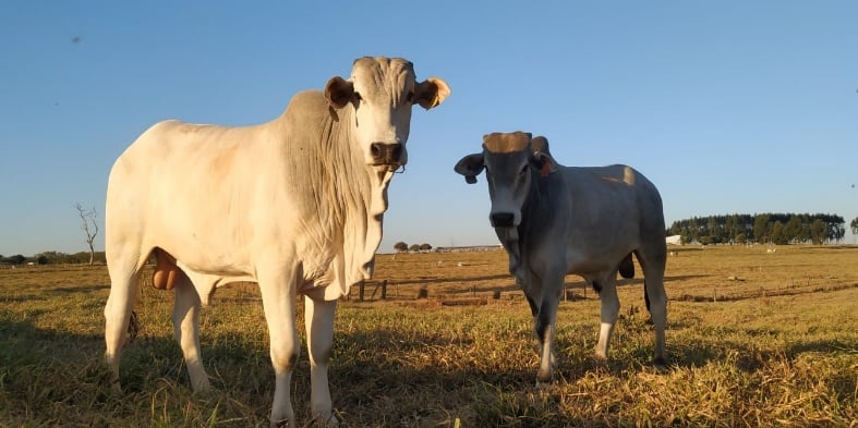 Boi gordo a salvo: saiba como evitar morte por causa de oscilação de temperatura