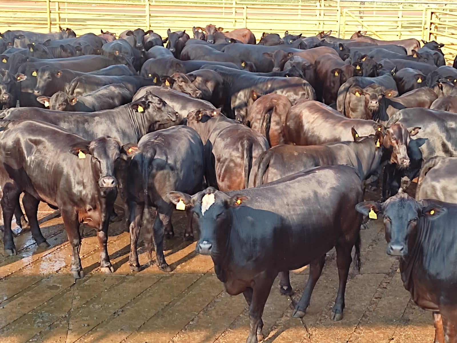 Novilhas nota 1000 do MS são aprovadas em todos os quesitos