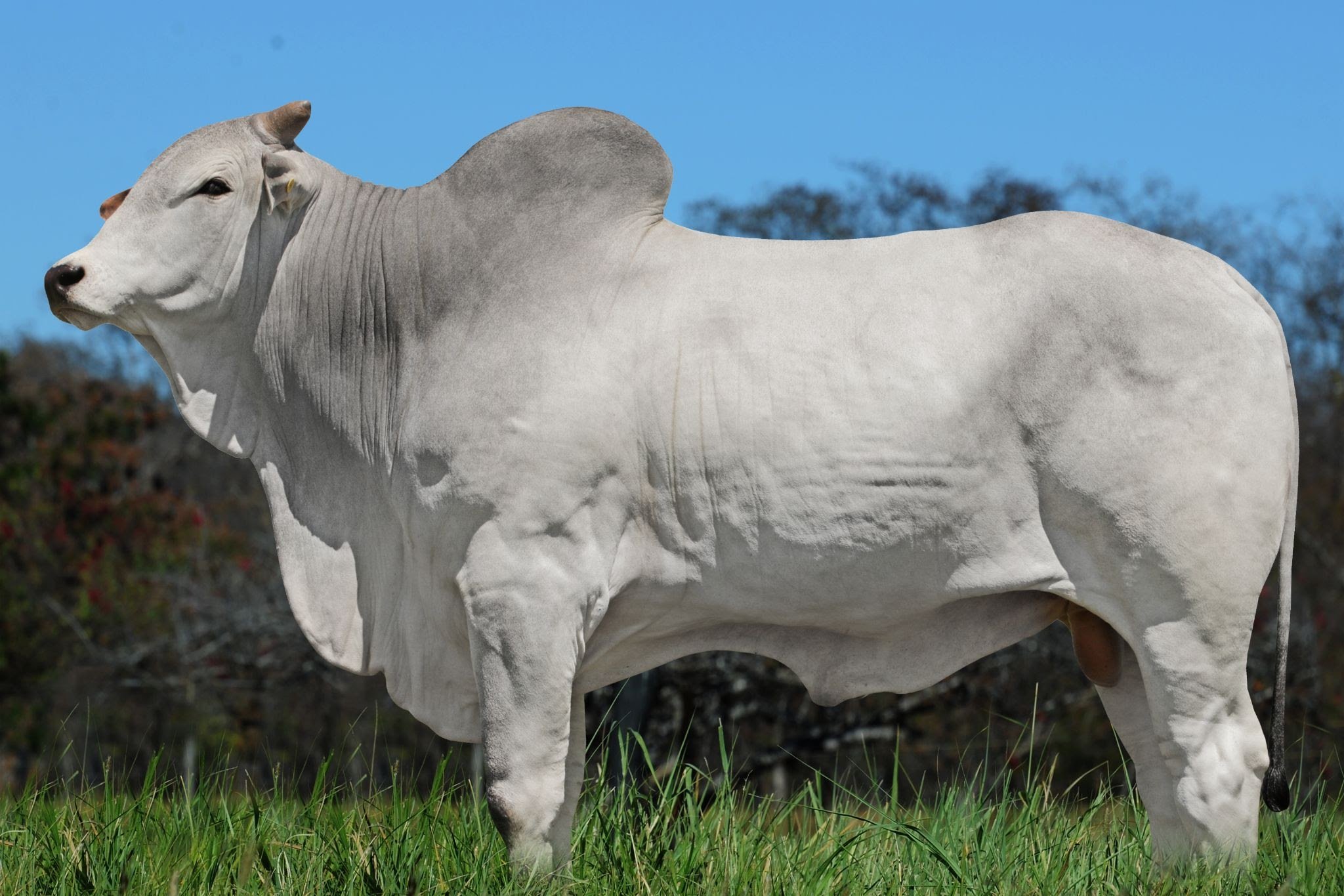 Raça supera vendas de sêmen Holandês e Angus na maior central do mundo