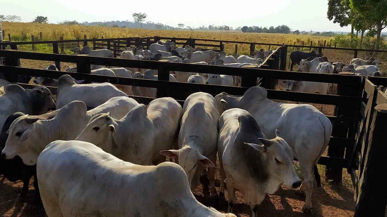 Boiada “empoçando água no lombo de gorda” é destaque em RO