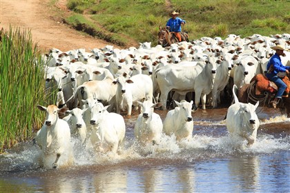 Boi que bebe água limpa no confinamento ganha até 280 g a mais por dia