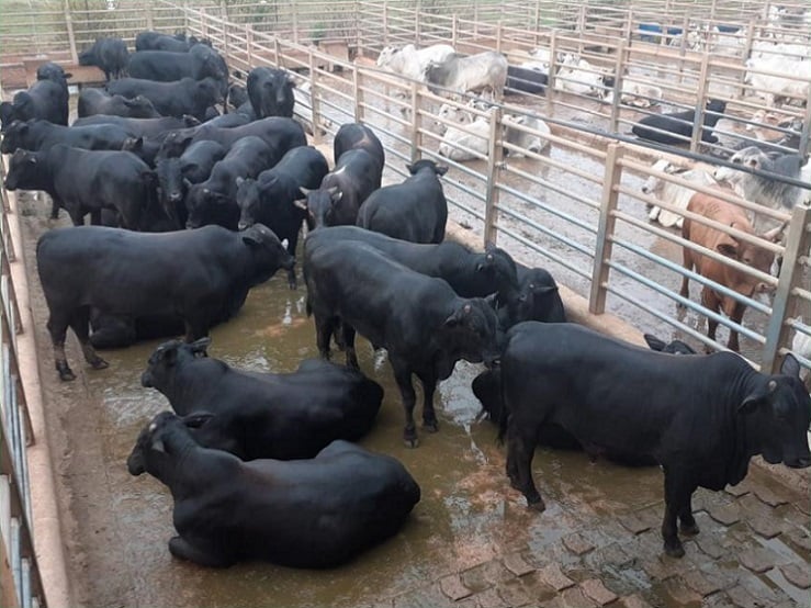 15 meses e quase 20,5@: garrotada criada no Pará chama atenção no Giro pelo Brasil