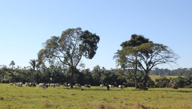 árvores no pasto