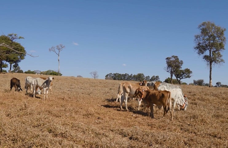 comportamento animal rotina do boi