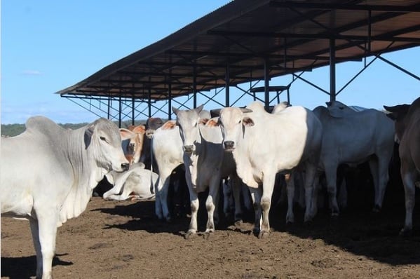 Confinamento com alto grão aumenta rendimento de carcaça em até 4% e dispensa adaptação