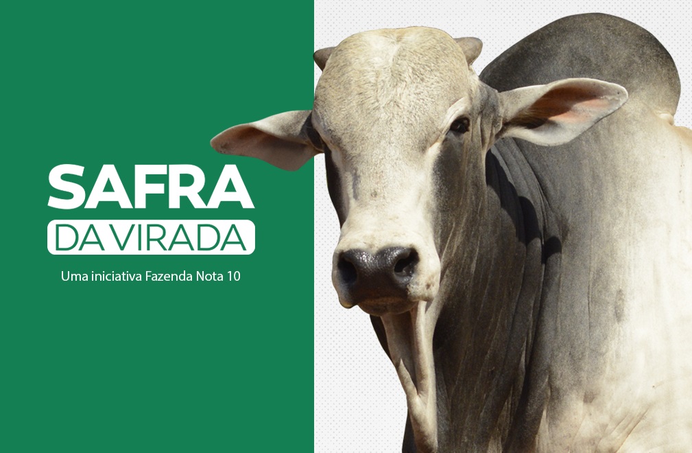 Como melhorar a fazenda a cada safra