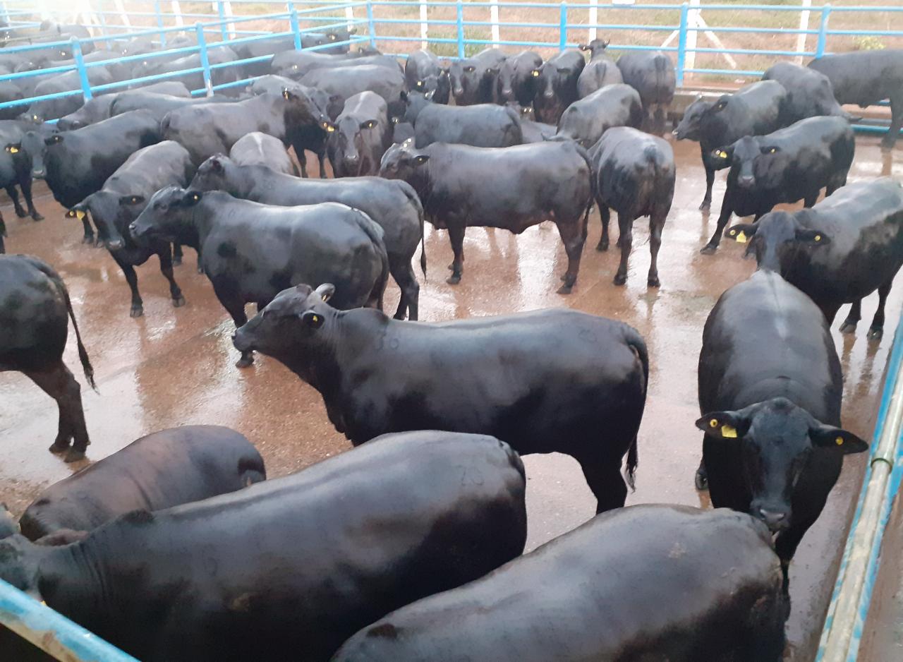 Novilhas cruzadas “de brilhar os olhos” alcançam 22,5@ em Goiás