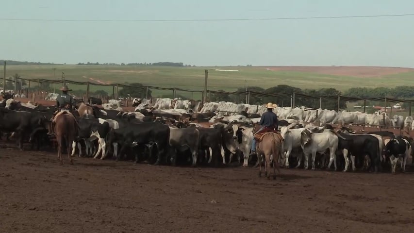 manejo de gado aclimatação em confinamento