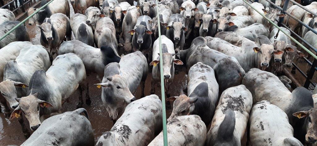 boiada nelore confinada fazenda galera conquista d'oeste