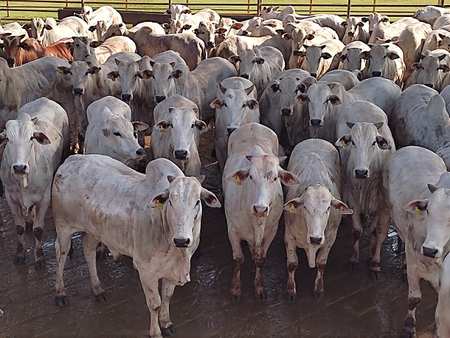 bois nelore confinados fazenda bom viver aquidauana ms