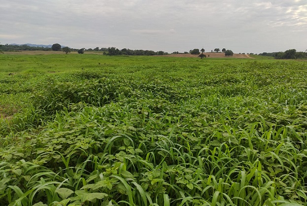 como controlar planta daninha no pará dica corteva agriscience