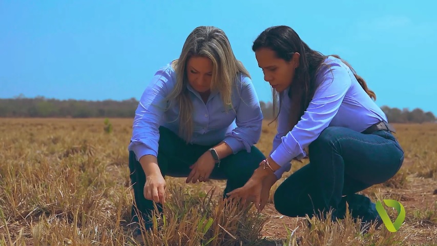 juntas pela pastagem