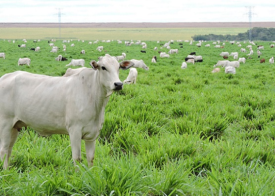 manejo de solo agrícola pronasolos