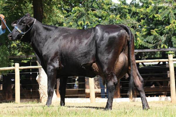 vacas guzolando melhor cruzamento para produzir bezerro de corte