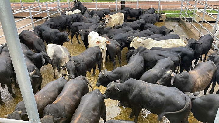 gado cruzado tratato a pasto 26 meses 22,3 arrobas araguaína-to