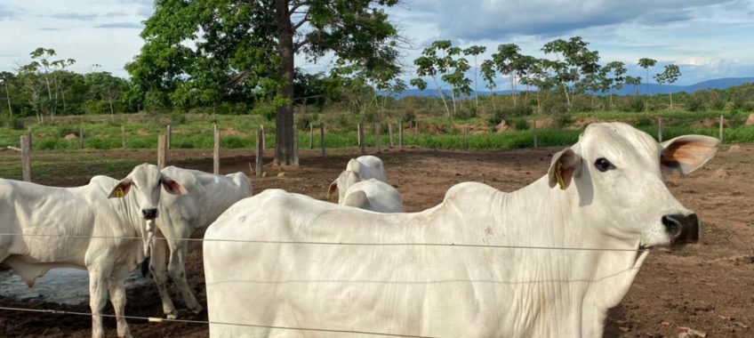 nelore mt dia de campo 2021 fazenda experimental ufmt