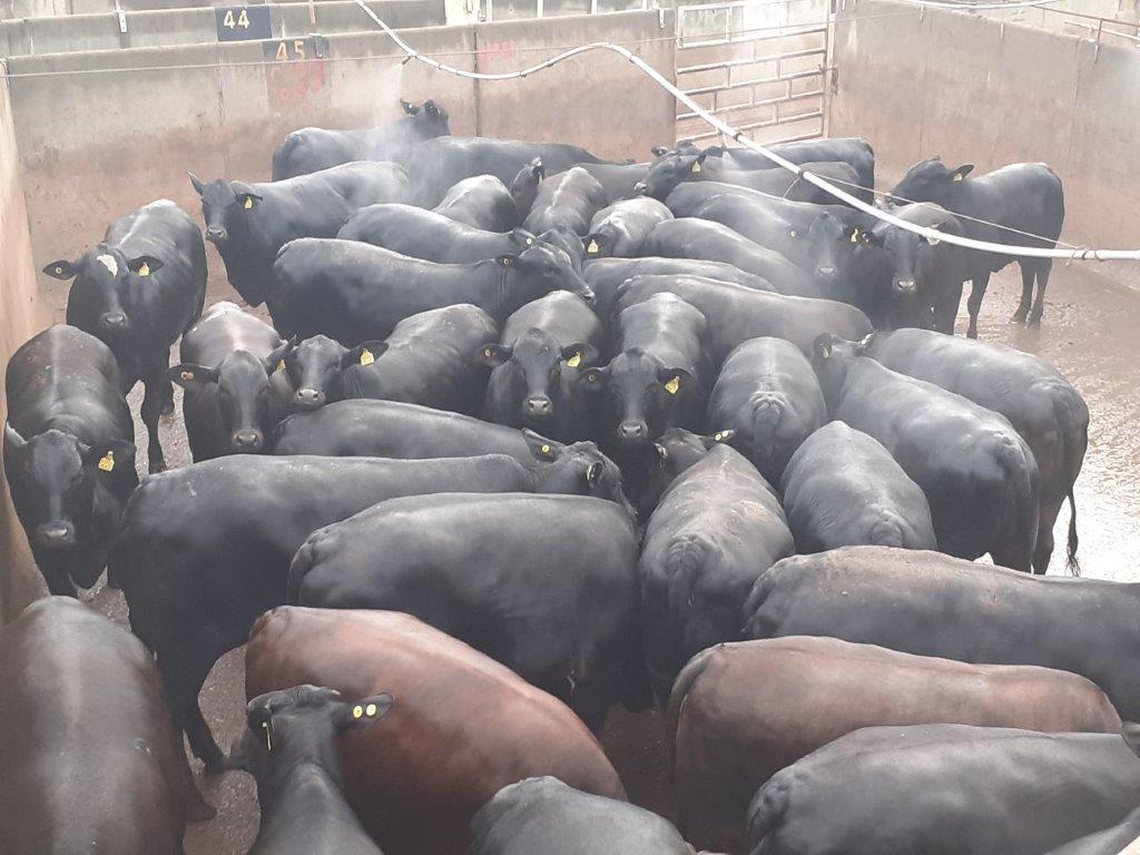 novilhas angus 17 meses 18 arrobas R$ 10 de bônus por qualidade protocolo 1953 diamantino-mt