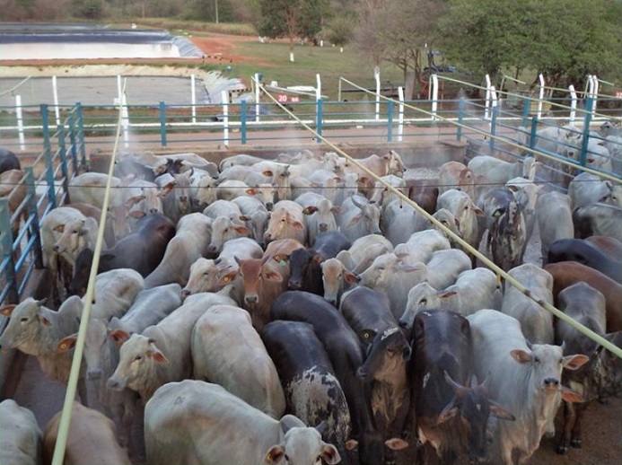 pecuária de mato grosso vacas de descarte de 17@ colíder